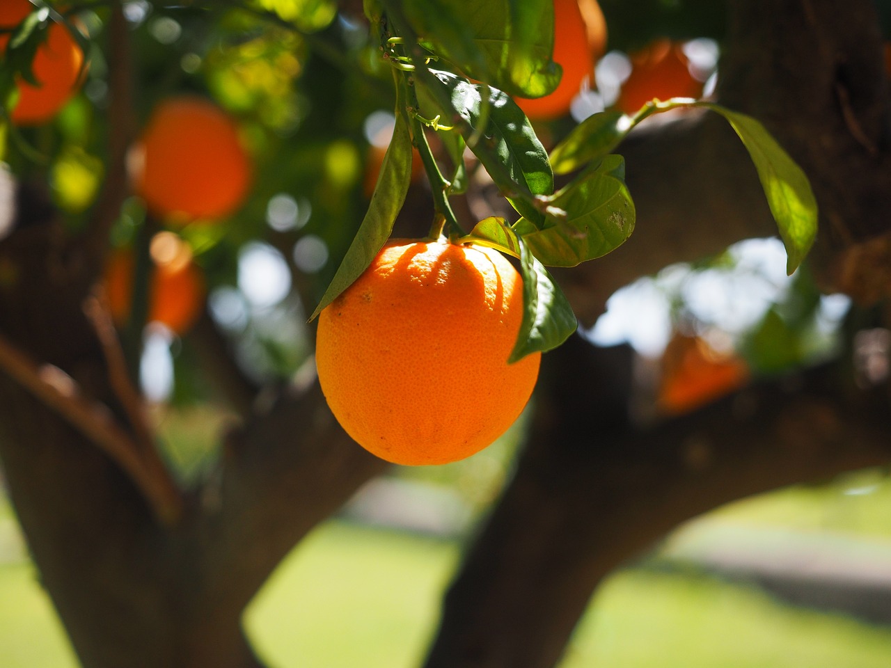 Creating and Maintaining an Organic Orchard